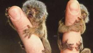 世界上最小的猴子：拇指猴